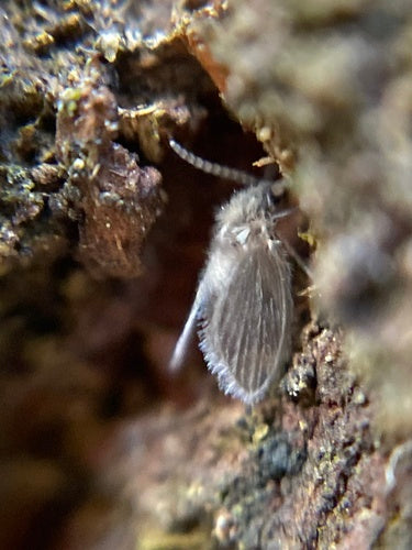Abortfliege — Bild 1