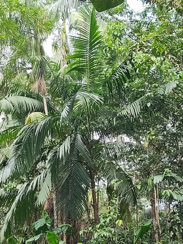 Acai Beere — Bild 1