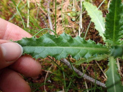 Acker-Kratzdistel — Bild 4