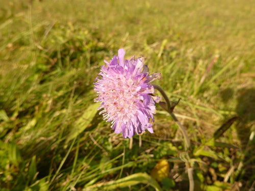 Acker-Witwenblume — Bild 3