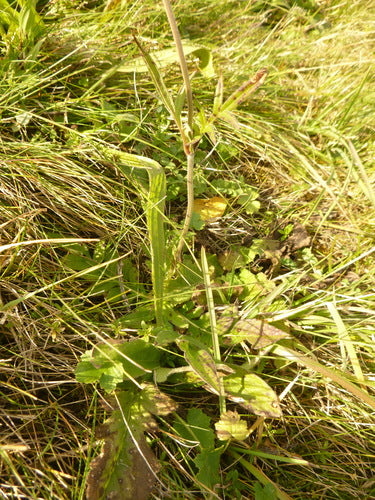 Acker-Witwenblume — Bild 2
