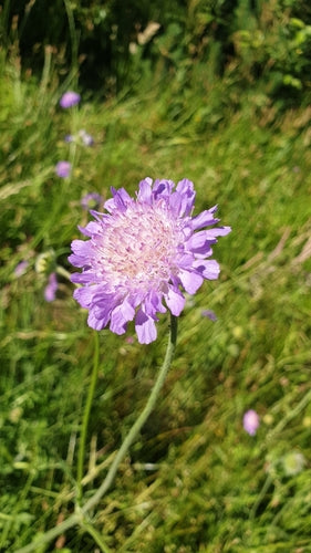Acker-Witwenblume — Bild 4