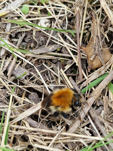 Ackerhummel — Bild 5