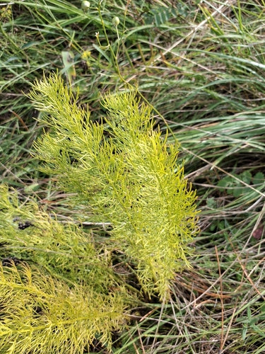 Adonisröschen — Bild 4