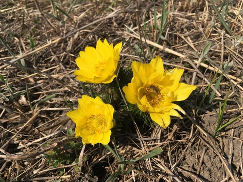 Adonisröschen — Bild 2 von 46