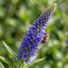 Blüte von Ähren-Ehrenpreis (Veronica spicata) in Nahaufnahme (KI-generiert)
