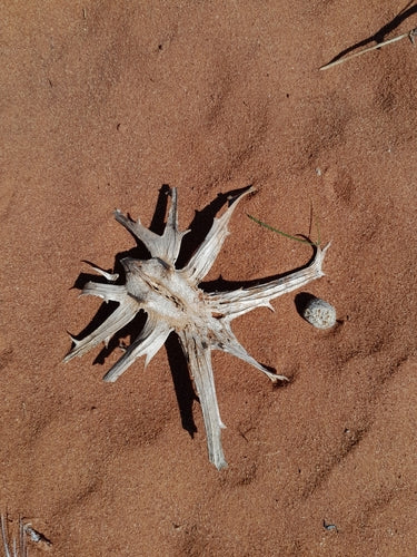 Afrikanische Teufelskralle — Bild 4