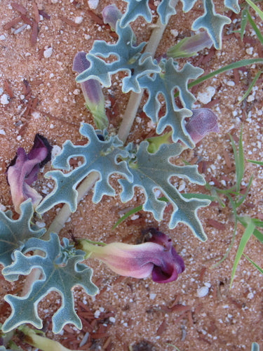 Afrikanische Teufelskralle — Bild 3