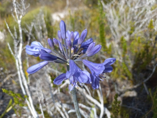 Agapanthus — Bild 4