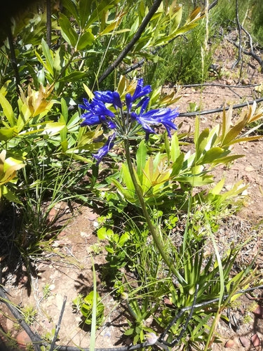 Agapanthus — Bild 5