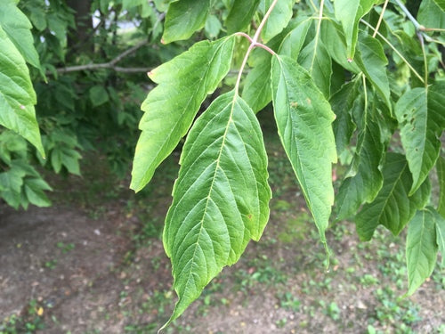 Ahorn — Bild 3