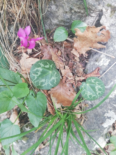Alpenveilchen — Bild 5 von 47