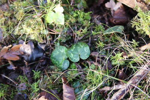 Alpenveilchen — Bild 2