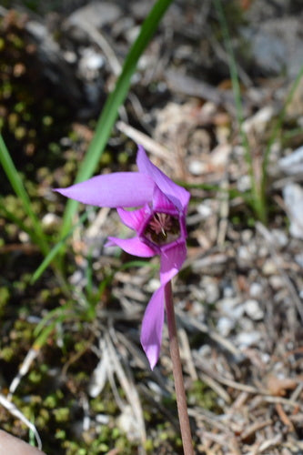 Alpenveilchen — Bild 4 von 47