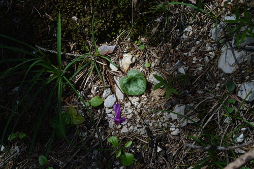 Alpenveilchen — Bild 3 von 47