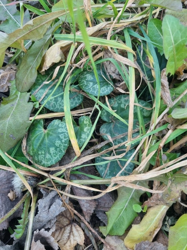 Alpenveilchen — Bild 4