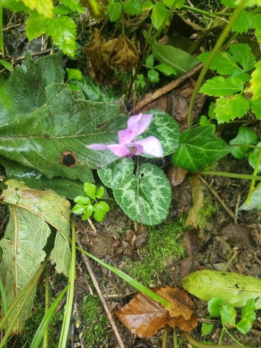 Alpenveilchen — Bild 5