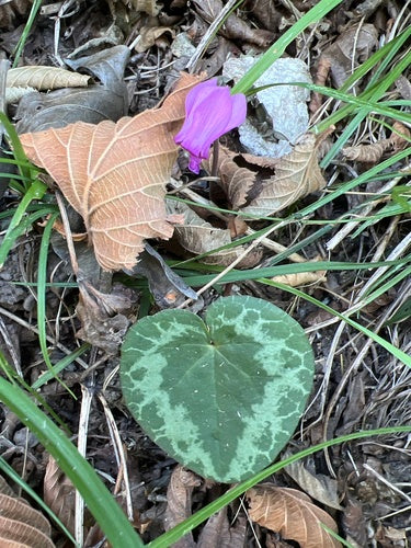 Alpenveilchen — Bild 2 von 47