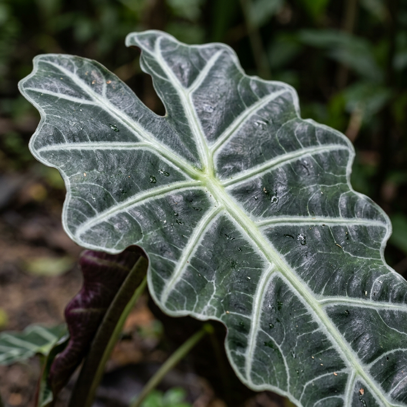 Amazonas-Alokasie (Alocasia amazonica), KI-Illustration