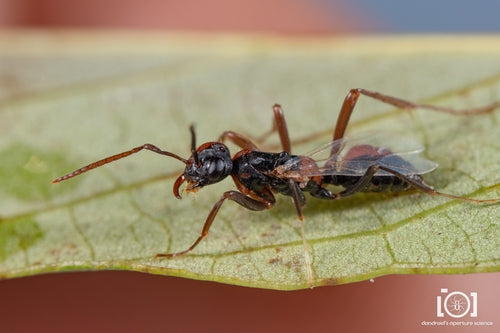 Ameisen - Bild 2