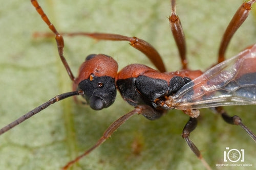 Ameisen - Bild 4