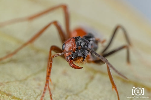 Ameisen - Bild 5