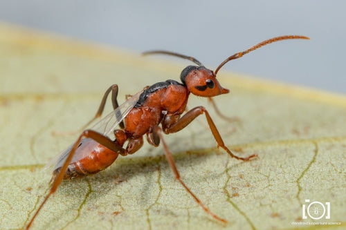 Ameisen - Bild 6