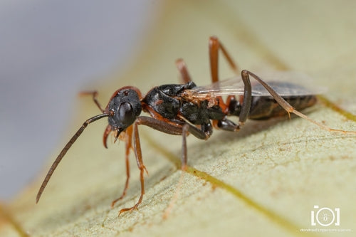 Naturaufnahme - Bild 7