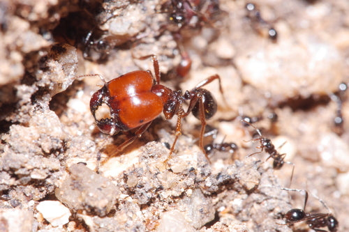 Ameisen - Bild 8