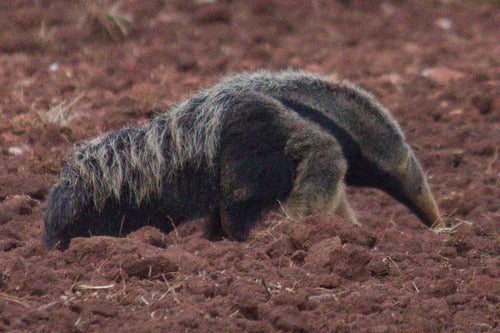 Ameisenbär — Bild 3
