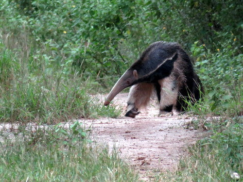 Ameisenbär — Bild 2