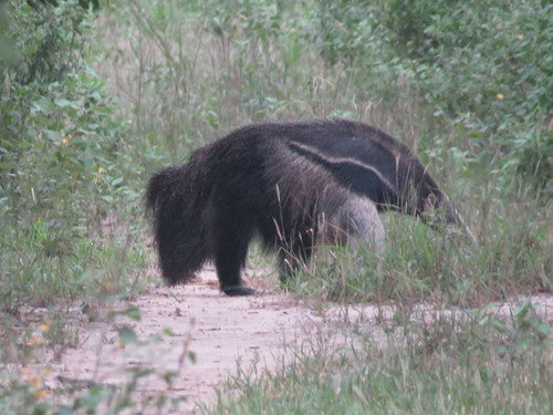 Ameisenbär — Bild 5