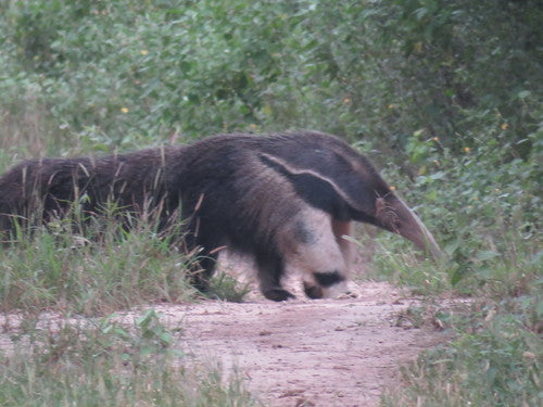 Ameisenbär — Bild 3