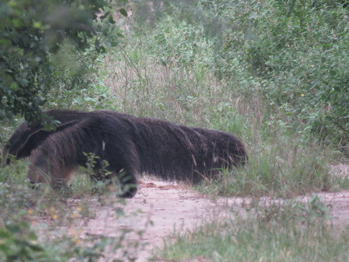 Ameisenbär — Bild 1