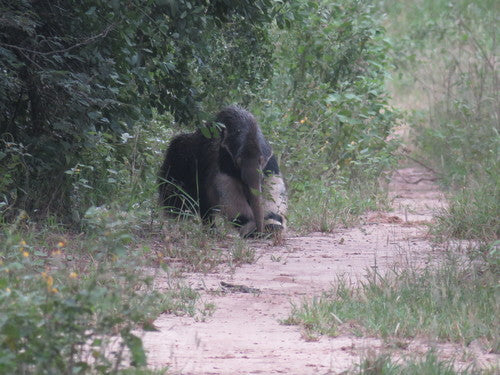 Ameisenbär — Bild 2