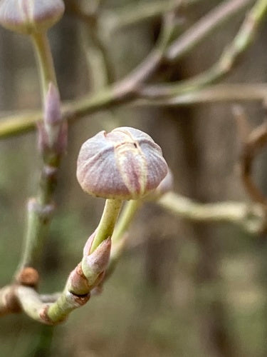 Amerikanischer Blumen-Hartriegel — Bild 3