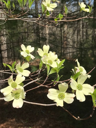 Amerikanischer Blumen-Hartriegel — Bild 4