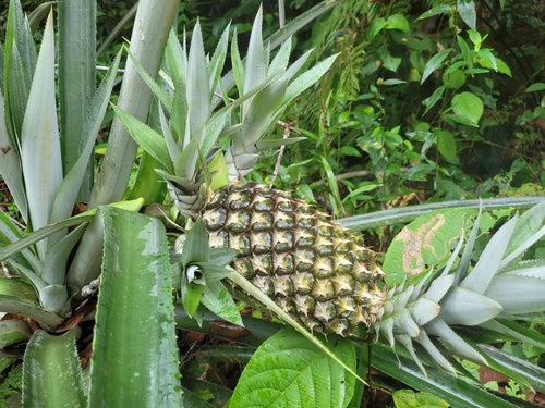 Ananas — Bild 4 von 11