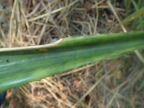 Ananas — Bild 5 von 11