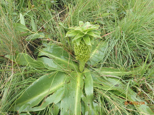 Ananasblume — Bild 4