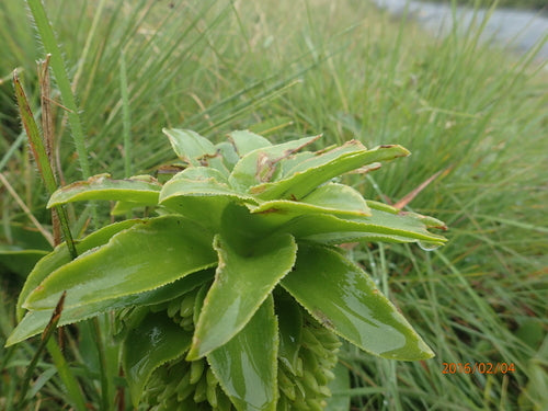 Ananasblume — Bild 1