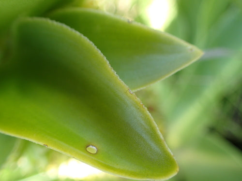 Ananasblume — Bild 5
