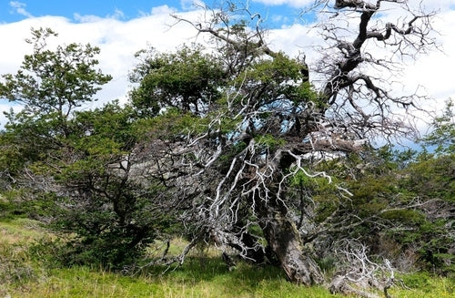 Antarktische Scheinbuche — Bild 3 von 9