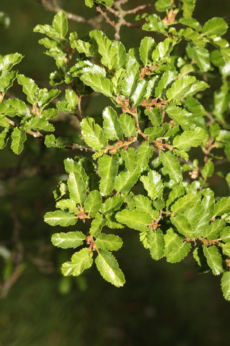 Antarktische Scheinbuche — Bild 2 von 9