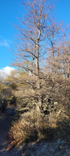 Antarktische Scheinbuche — Bild 5 von 9