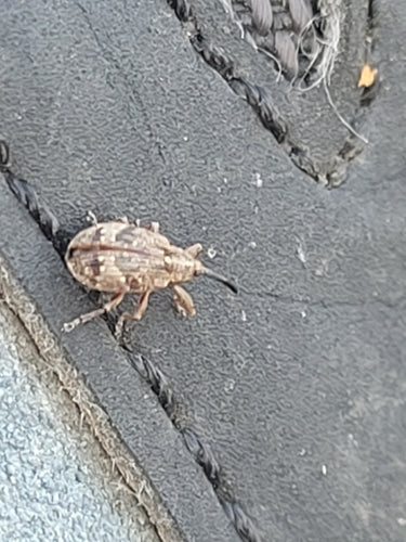 Apfelblütenstecher - Bild 6