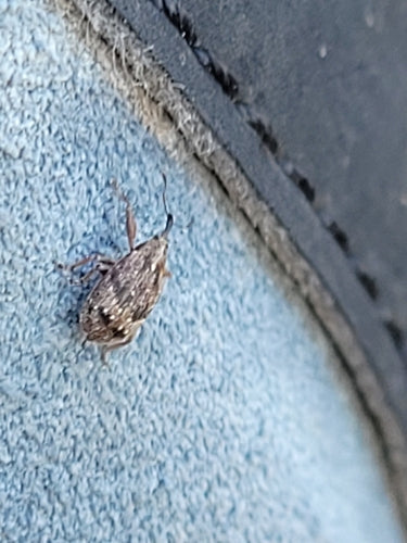 Apfelblütenstecher - Bild 8