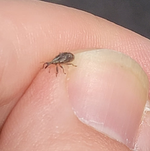 Apfelblütenstecher - Bild 3