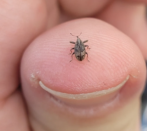 Apfelblütenstecher - Bild 4