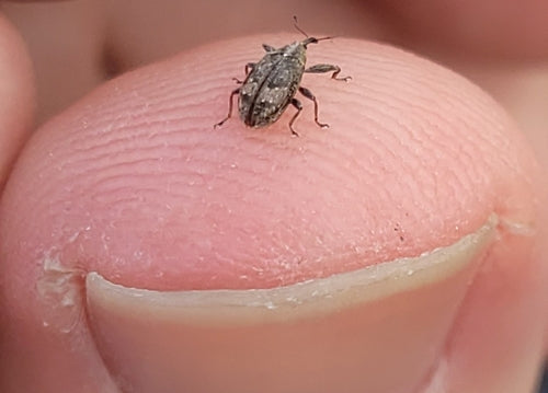 Apfelblütenstecher - Bild 5